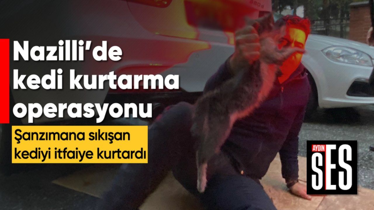 Nazillide kedi kurtarma operasyonu Aydın Ses Gazetesi En Güncel