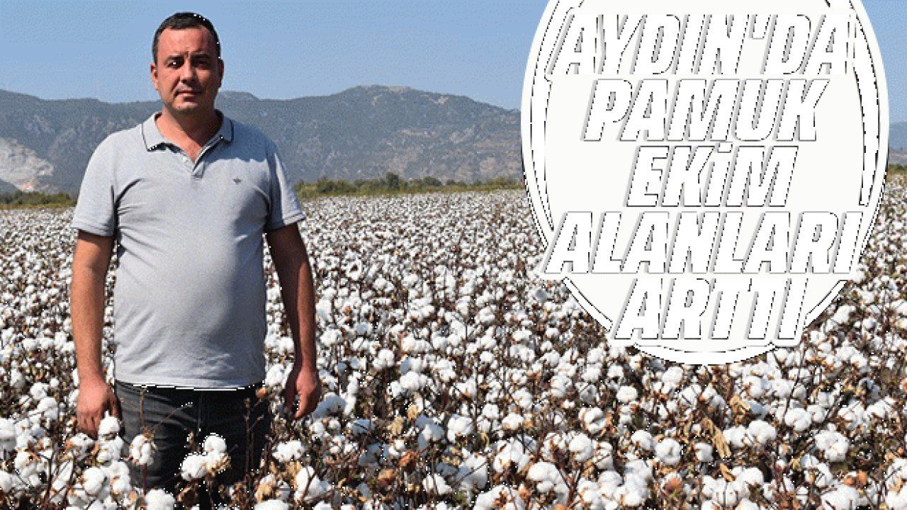 Aydın'da pamuk ekim alanları arttı