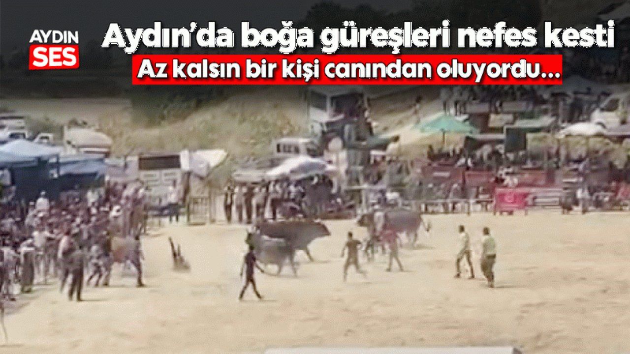 Aydın'da boğa güreşleri nefes kesti