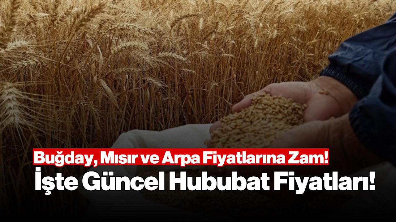 Buğday, Mısır ve Arpa Fiyatlarına Zam! İşte Güncel Hububat Fiyatları!