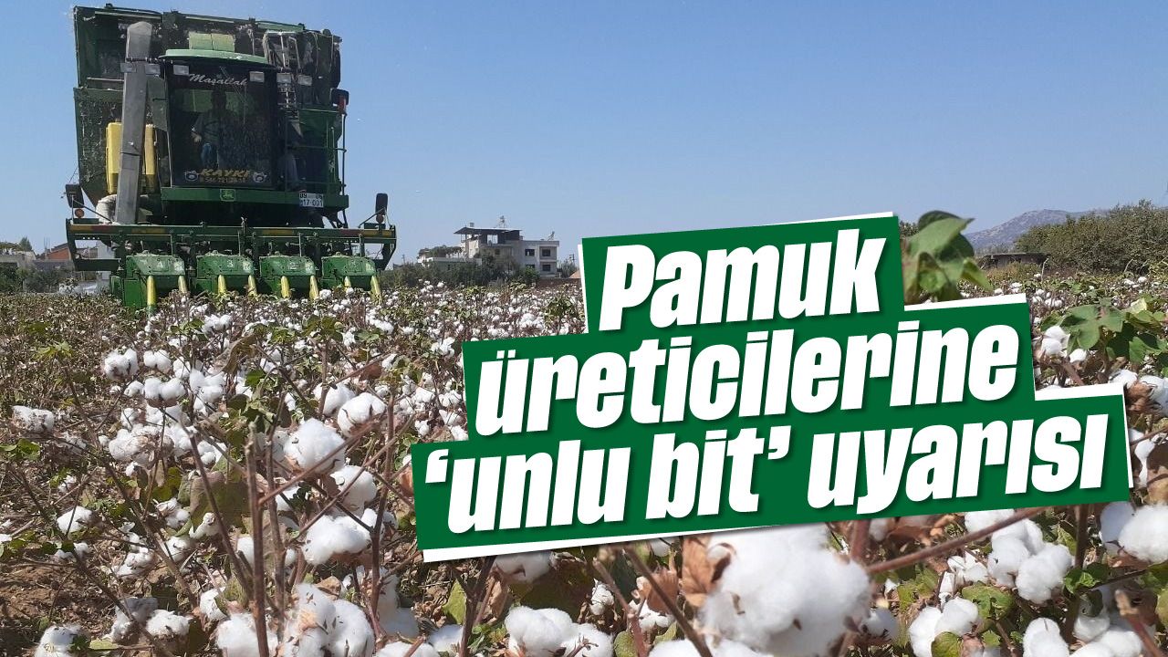 Pamuk üreticilerine ’unlu bit’ uyarısı