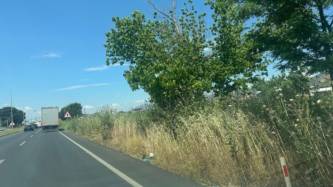 Aydın’da otlar insan boyunu aştı: Yangın riski büyüyor