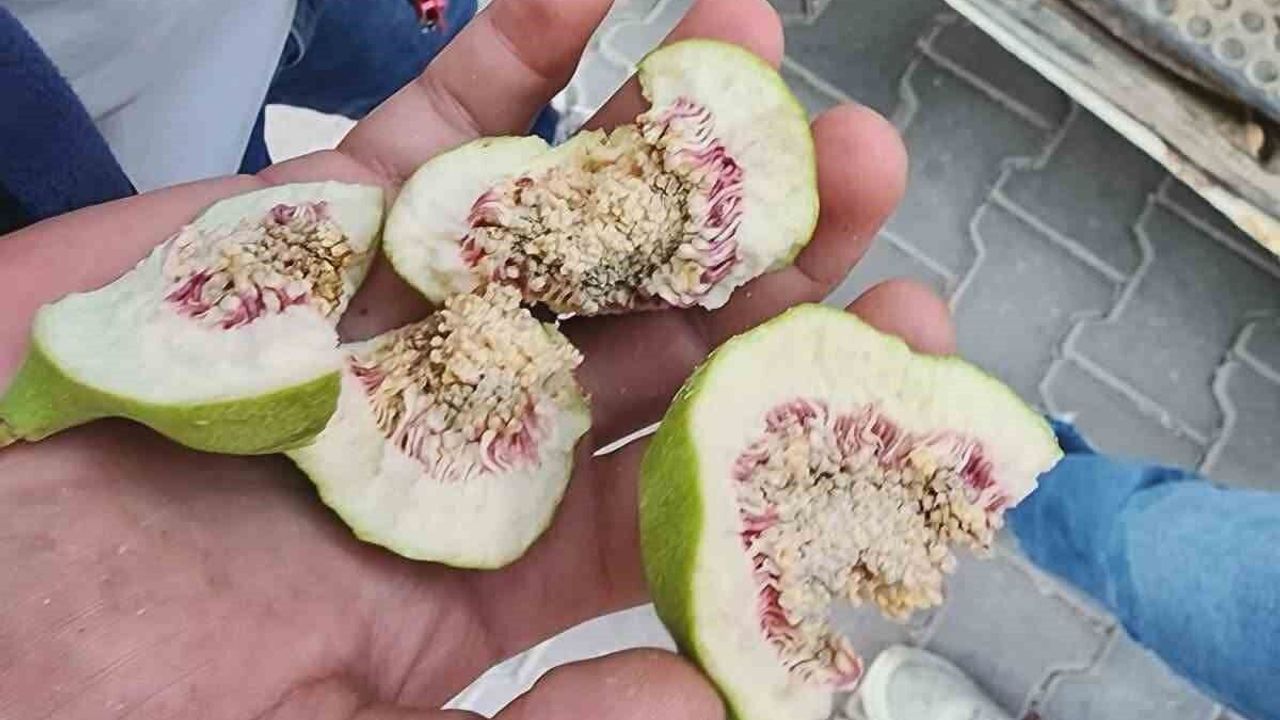 Buharkent’te üreticiler ’belgesiz ilek’ kullanımına karşı uy
