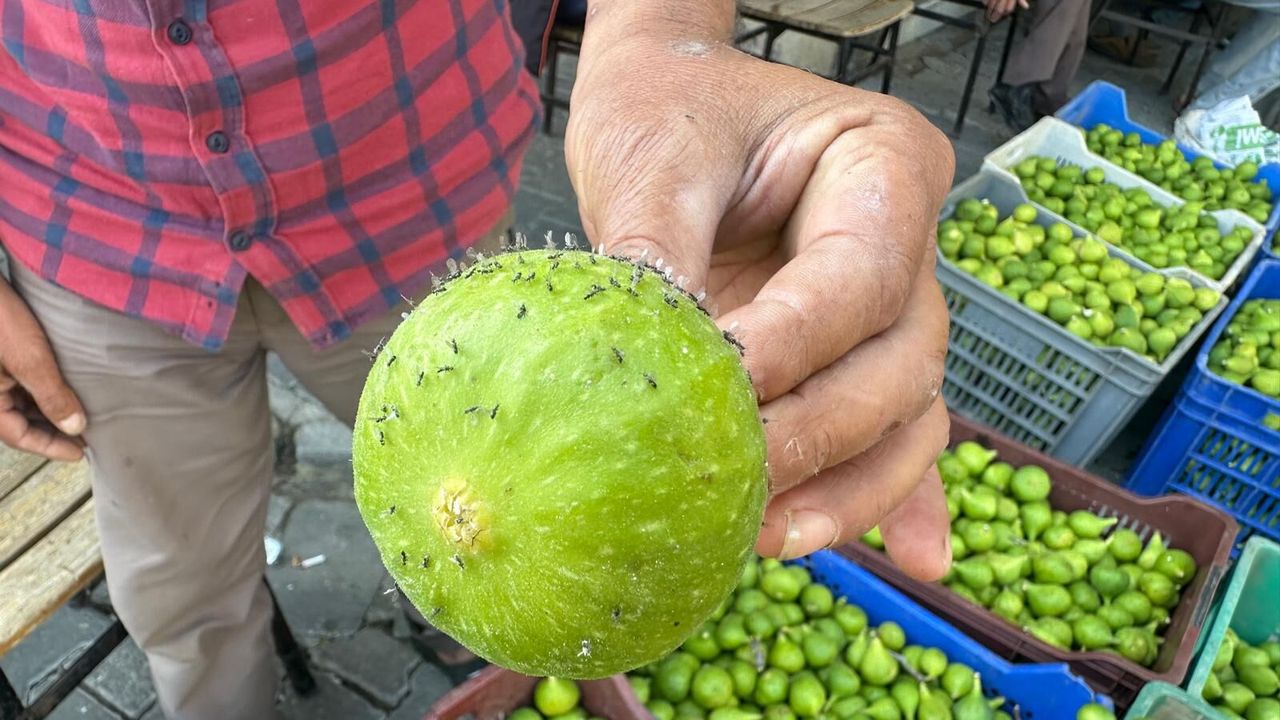 İlek fiyatları cep yakıyor: Kilogramı 1000 lirayı gördü