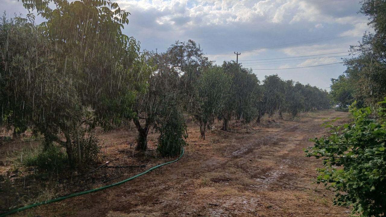 Karacasu'da yağışlı hava serinletti