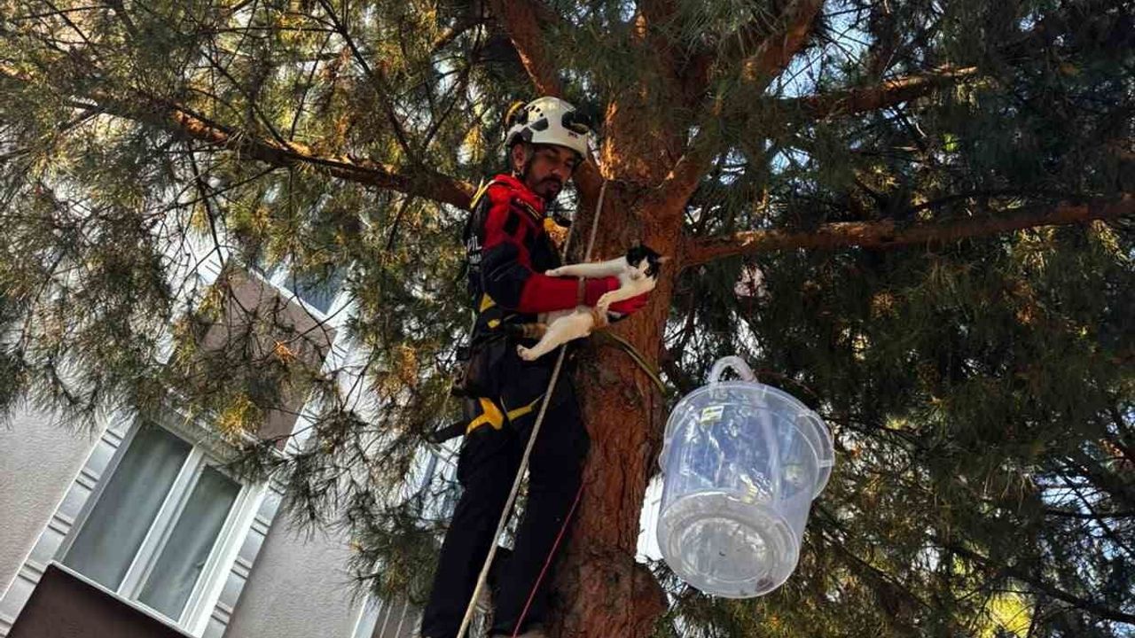 Aydın'da üç gündür ağaçta mahsur kalan kedi kurtarıldı