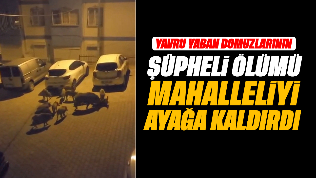 Yavru yaban domuzlarının şüpheli ölümü mahalleliyi ayağa kaldırdı