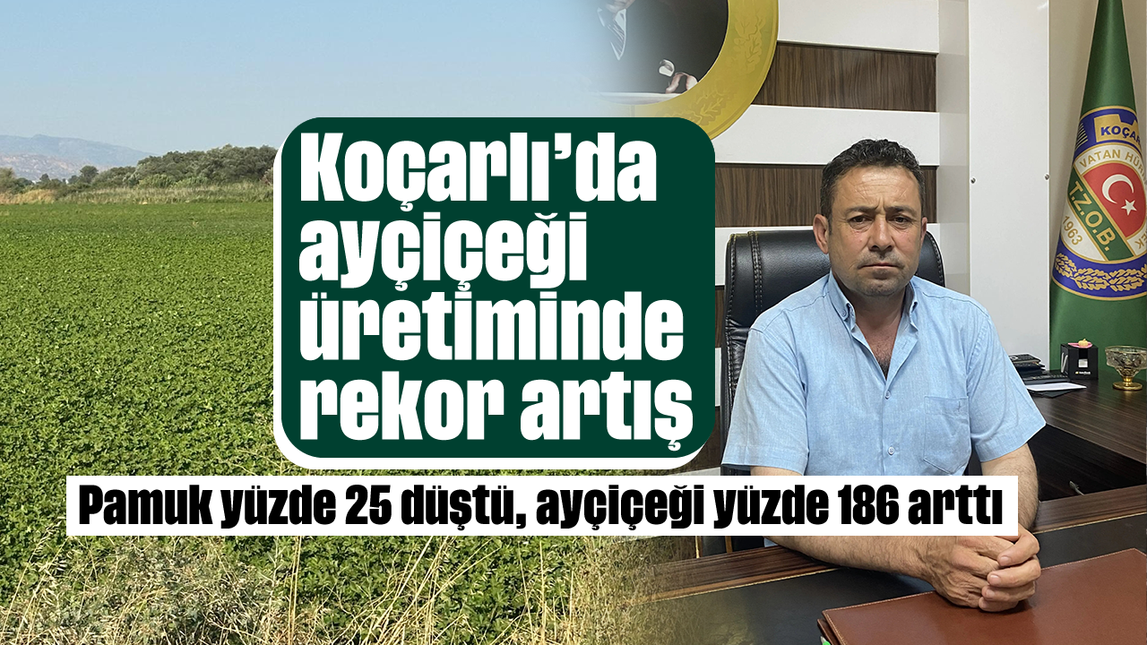 Koçarlı'da ayçiçeği üretiminde rekor artış