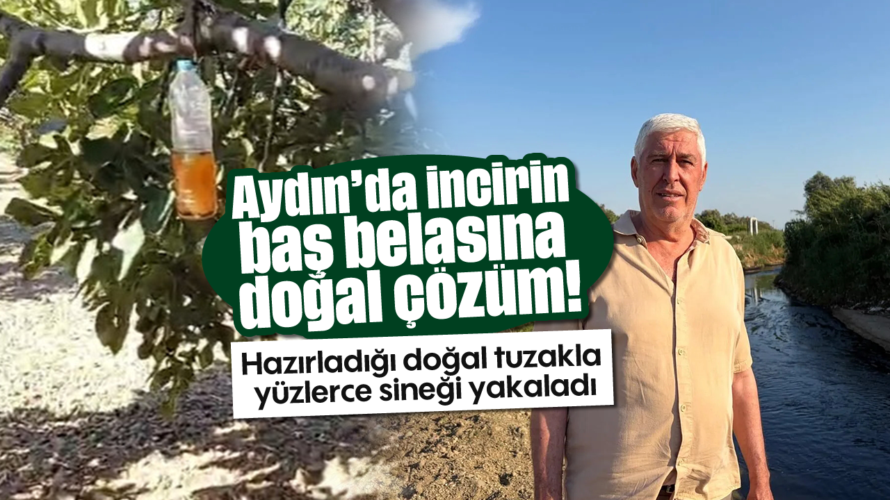 Aydın'da incirin baş belasına, doğal çözüm!