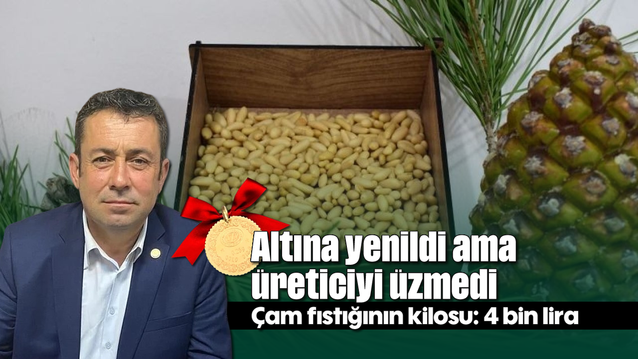 Altına yenildi ama üreticiyi üzmedi: Çam fıstığının kilosu: 4 bin lira