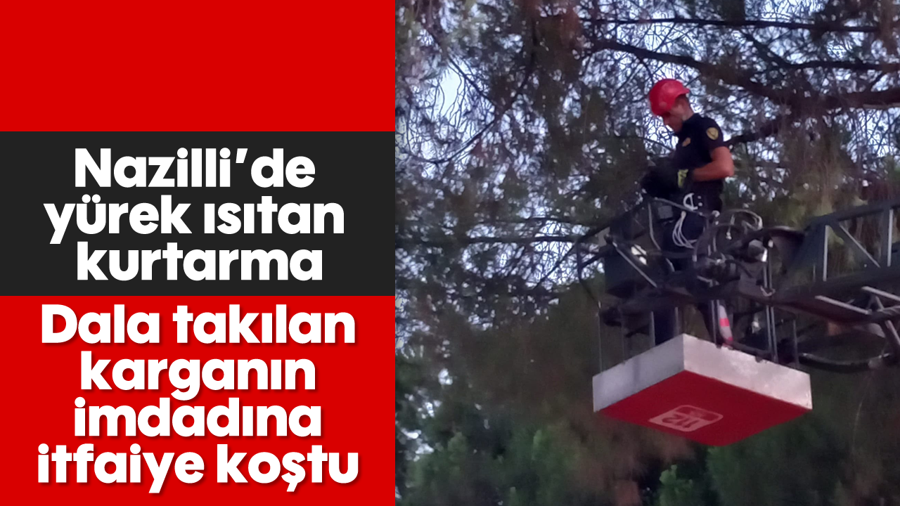 Nazilli'de dala takılan kargayı itfaiye kurtardı
