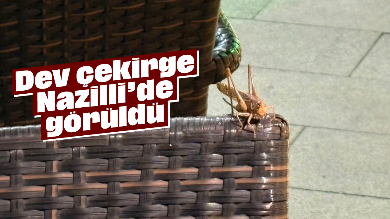 Dev çekirge Nazilli’de görüldü