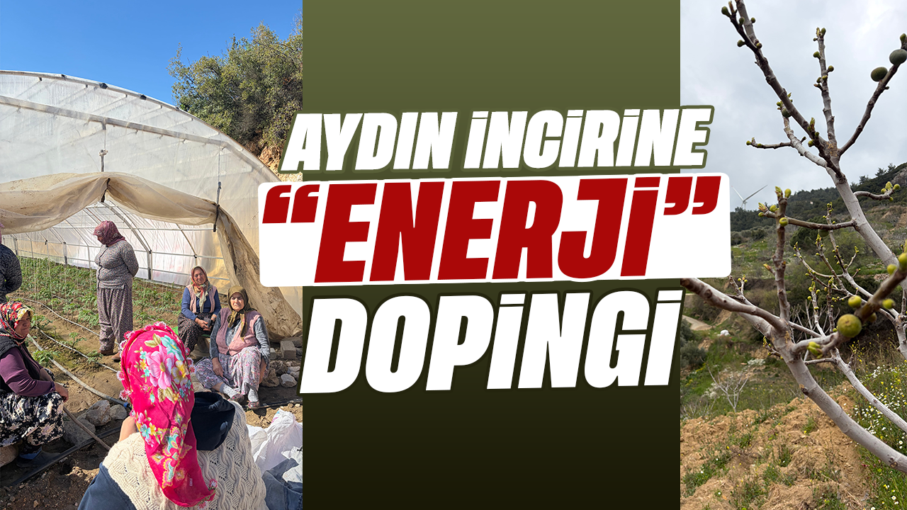 Aydın incirine enerji dopingi