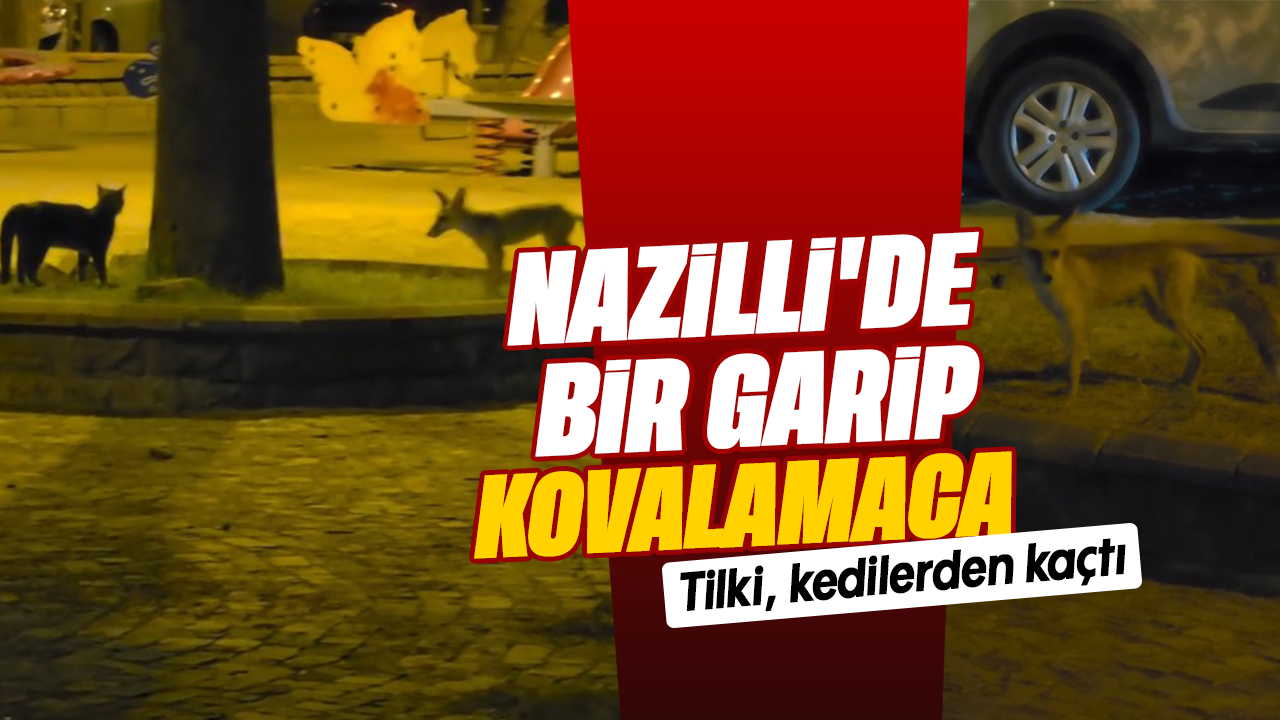 Nazilli'de bir garip kovalamaca - Tilki, kedilerden kaçtı
