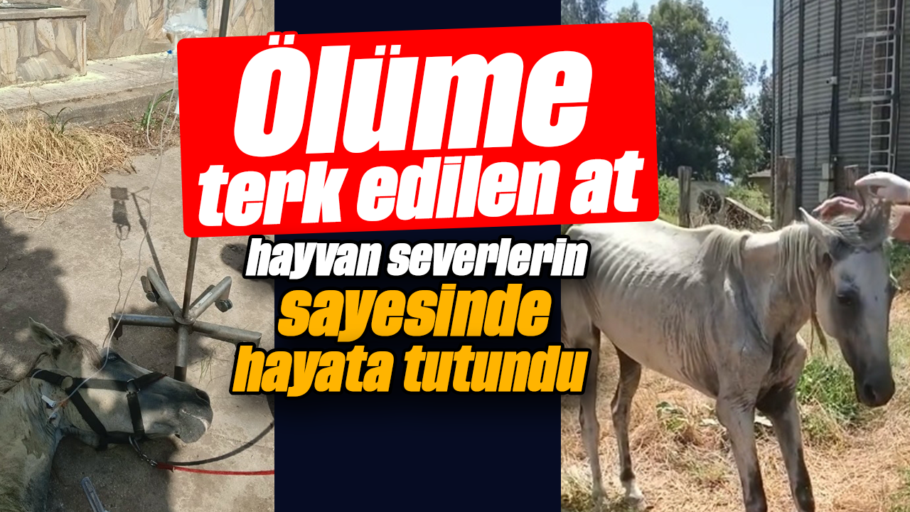 Ölüme terk edilen at, hayvan severlerin sayesinde hayata tutundu