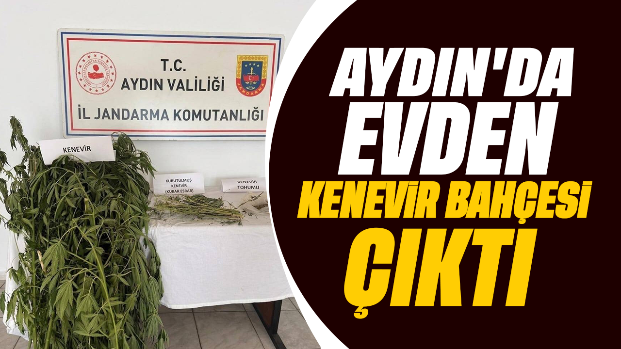 Aydın'da evden kenevir bahçesi çıktı