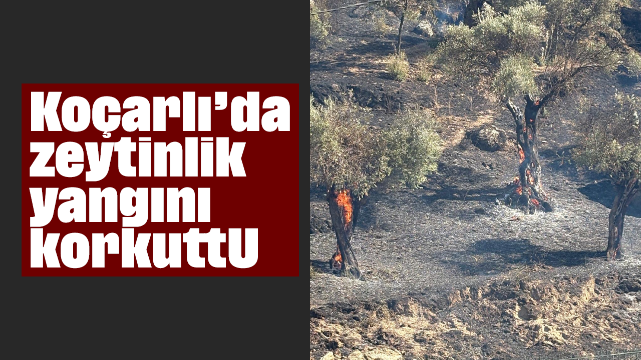 Koçarlı’da zeytinlik yangını korkuttu