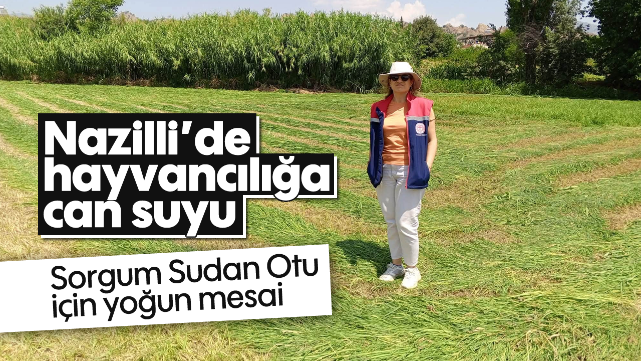 Nazilli'de hayvancılığa can suyu: Sorgum Sudan Otu için yoğun mesai