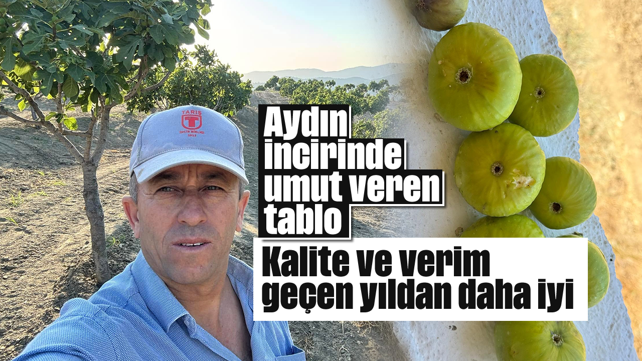Aydın incirinde umut veren tablo: Kalite ve verim geçen yıldan daha iyi