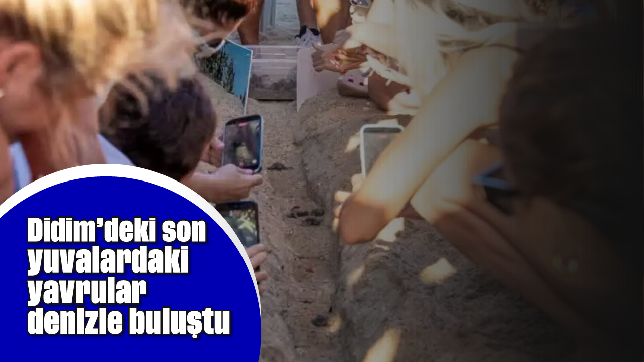 Didim’deki son yuvalardaki yavrular denizle buluştu