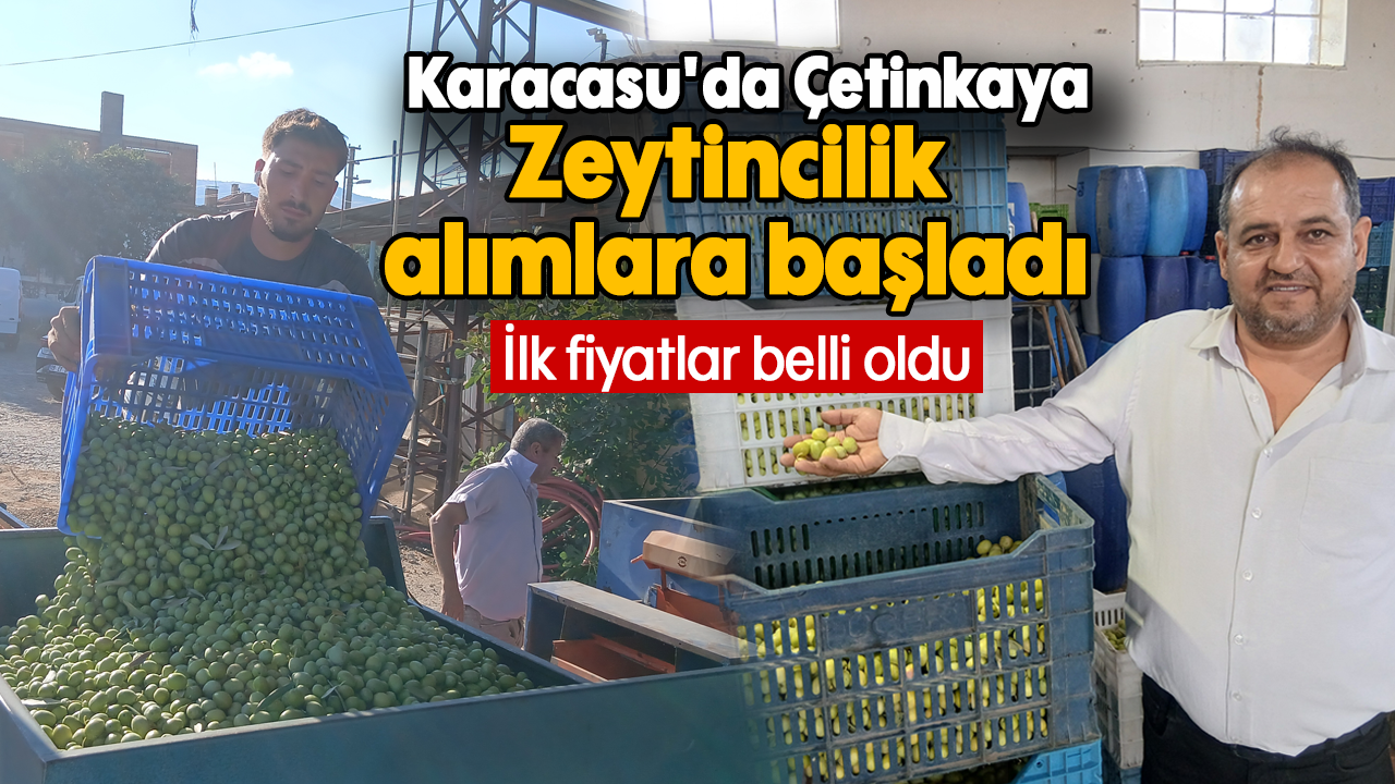 Karacasu'da Çetinkaya Zeytincilik alımlara başladı: İlk fiyatlar belli oldu