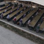 Nazilli'de inciri cipse dönüştüren genç girişimci: "Biz bu işe dün başlamadık"