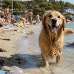 Didim’de plaj ve havuzlara evcil hayvan girişine yasal düzenleme