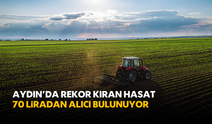 Aydın'da Rekor Kıran Hasat: 70 liradan Alıcı Bulunuyor