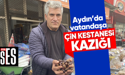 Aydın’da vatandaşa Çin kestanesi kazığı