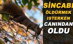 Ağaçtaki sincabı öldürmek isterken canından oldu