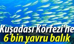 Kuşadası Körfezi'ne 6 bin yavru balık