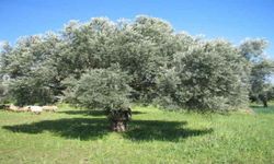 Zeytin üreticileri yeni sezondan umutlu