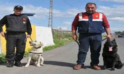 Dedektör köpekler, zehir tacirlerinin kabusu oldu