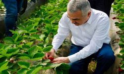 Sultanhisar’da çilek sezonu başladı