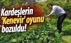 Kardeşlerin 'Kenevir' oyunu bozuldu!