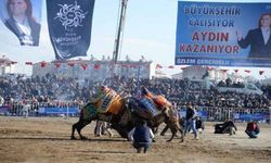 Aydın’da tarihi deve güreşi
