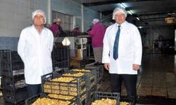Nazilli'de kestane için tanıtım başlatılacak