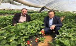 Sultanhisar Göleti meyvelerini vermeye başladı