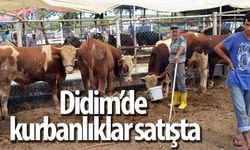 Didim’de kurbanlıklar satışta