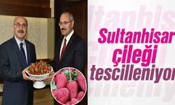 Sultanhisar çileği tescillenecek