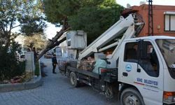 Söke'de fırtına, dev çam ağacını devirdi!