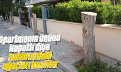 Apartmanın önünü kapattı diye kaldırımdaki ağaçları kestiler