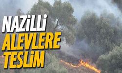 Nazilli 15 dönümlük zeytinlik yandı