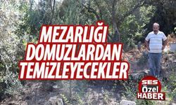 Mezarlığı domuzlardan temizleyecekler