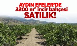 Aydın Efeler'de 3200 m² incir bahçesi mahkemeden satılıktır