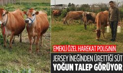 Emekli özel harekat polisinin jersey ineğinden ürettiği süt, yoğun talep görüyor
