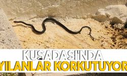 Kuşadası'nda yılanlar korkutuyor