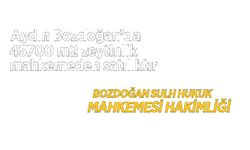 Aydın Bozdoğan'da 45700 m2 zeytinlik mahkemeden satılıktır