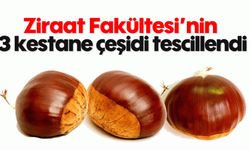 Ziraat Fakültesi’nin 3 kestane çeşidi tescillendi