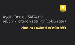 Aydın Çine'de 34134 m² zeytinlik icradan satılıktır (çoklu satış)